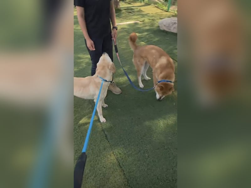 aufgeweckter sozialer Shiba Inu Rüde kastriert, sucht seine Menschen