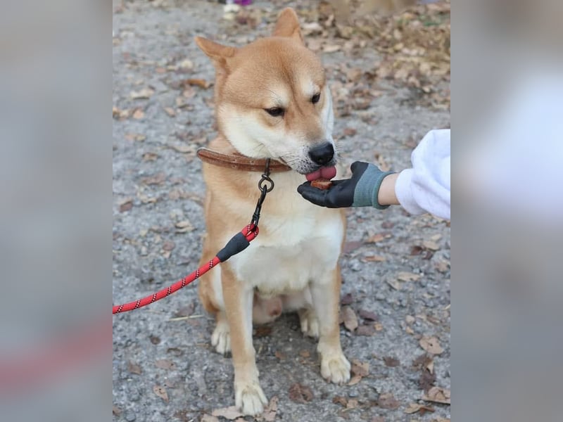 aufgeweckter sozialer Shiba Inu Rüde kastriert, sucht seine Menschen