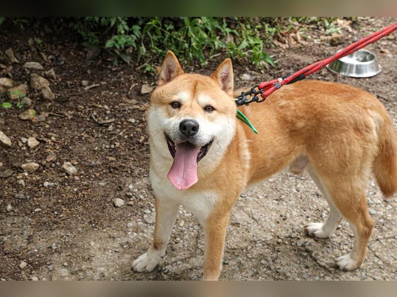 aufgeweckter sozialer Shiba Inu Rüde kastriert, sucht seine Menschen