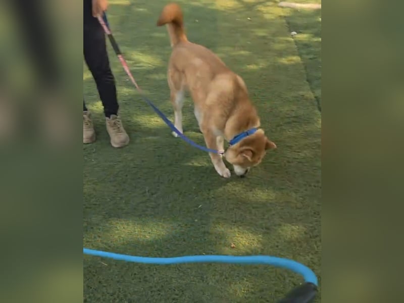 aufgeweckter sozialer Shiba Inu Rüde kastriert, sucht seine Menschen