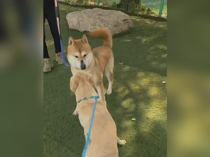 aufgeweckter sozialer Shiba Inu Rüde kastriert, sucht seine Menschen