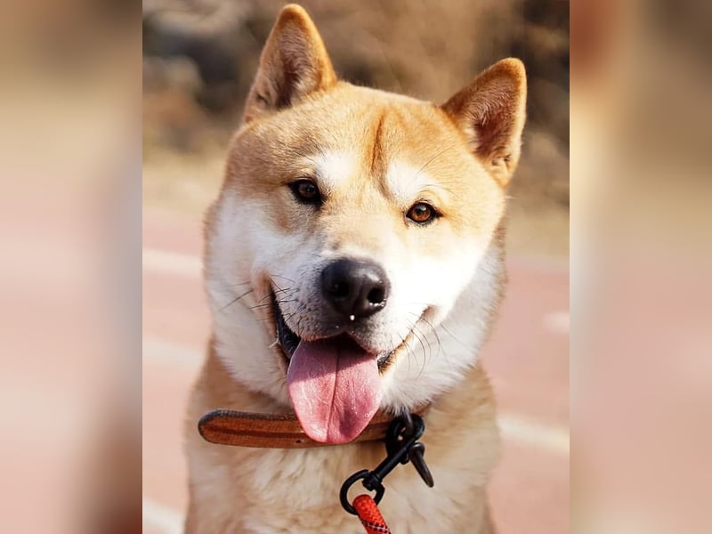 aufgeweckter sozialer Shiba Inu Rüde kastriert, sucht seine Menschen