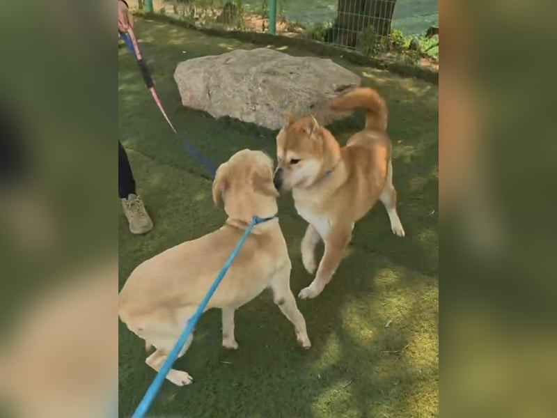 aufgeweckter sozialer Shiba Inu Rüde kastriert, sucht seine Menschen