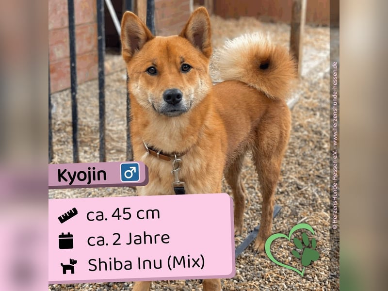 Kyojin