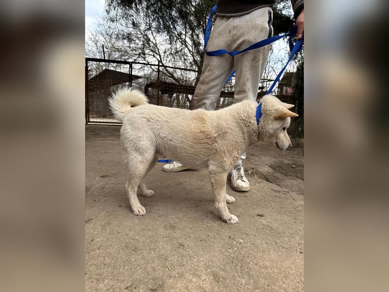 Snoopy möchte Action