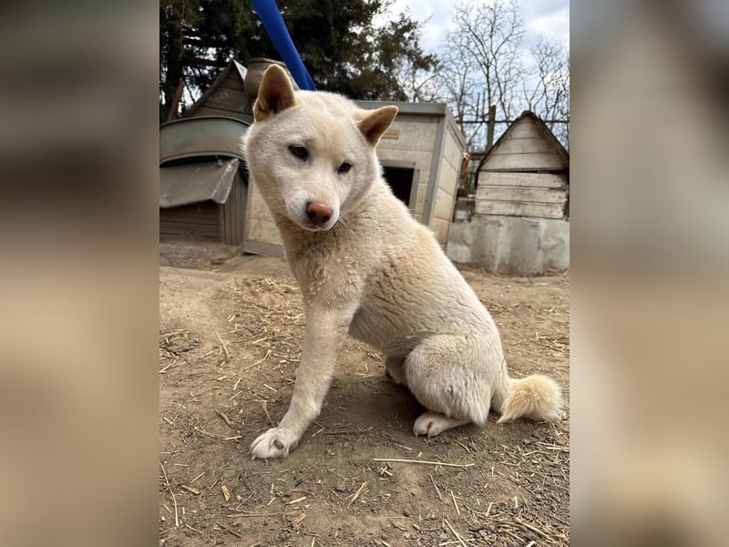 Snoopy träumt von einer eigenen Familie