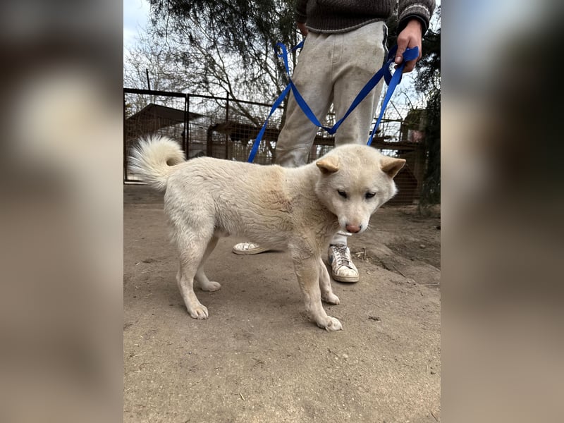 Snoopy träumt von einer eigenen Familie