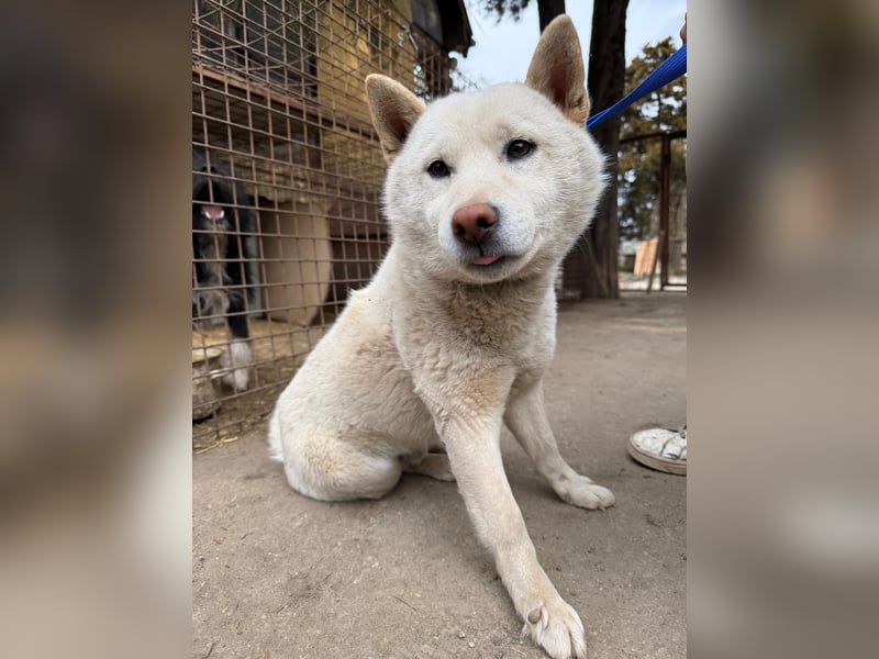 Snoopy träumt von einer eigenen Familie