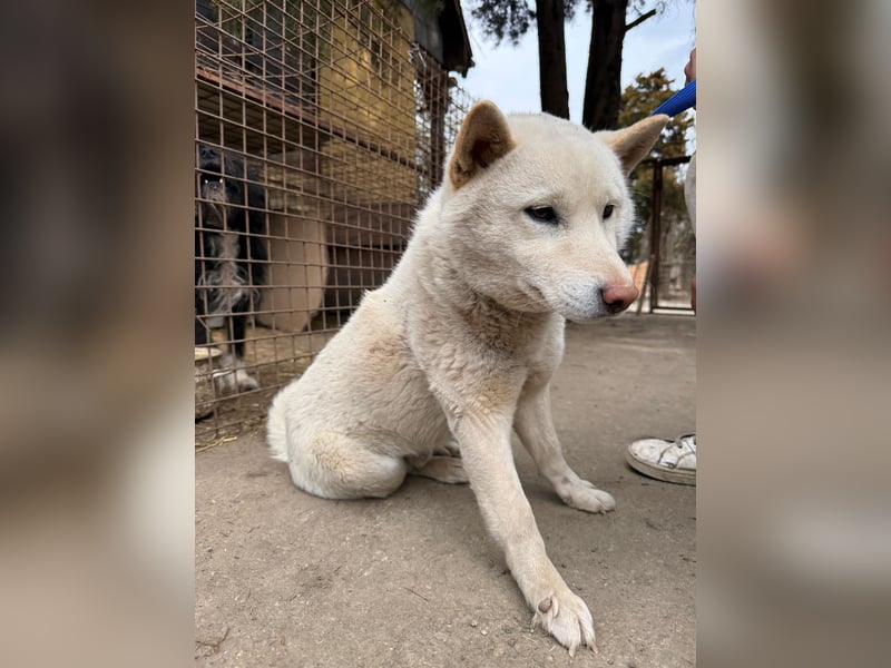 Snoopy träumt von einer eigenen Familie