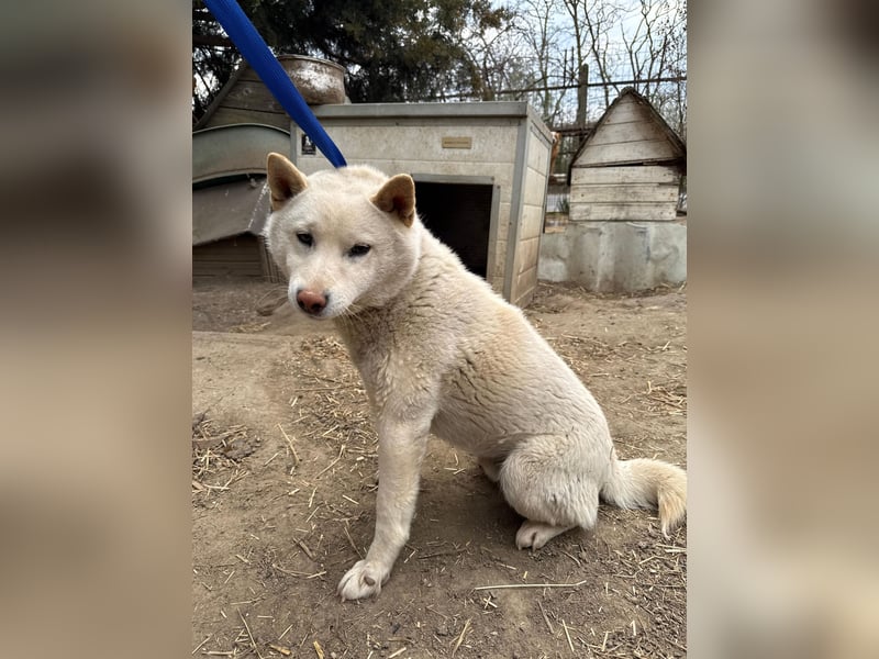 Snoopy träumt von einer eigenen Familie