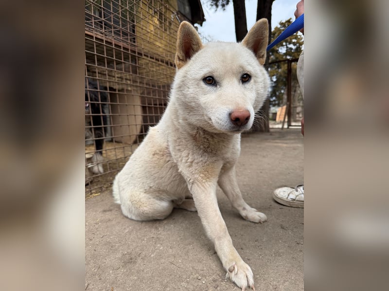 Snoopy träumt von einer eigenen Familie