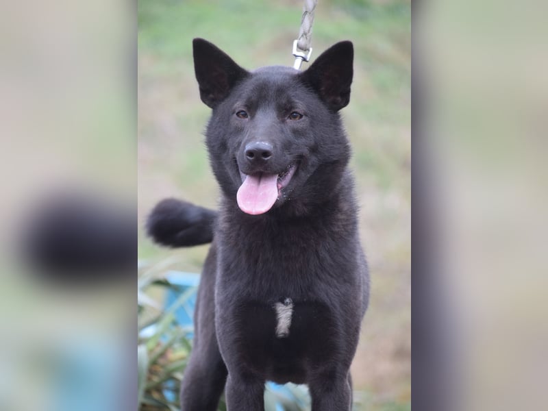 Shira - bezaubernde, freundliche, junge Hündin