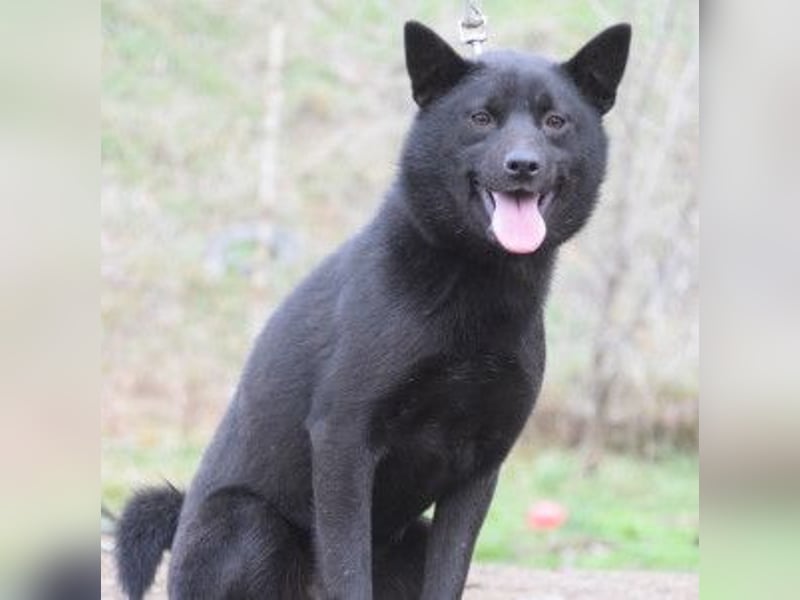 Shora - bezaubernde, junge Hündin die uns Menschen sehr mag