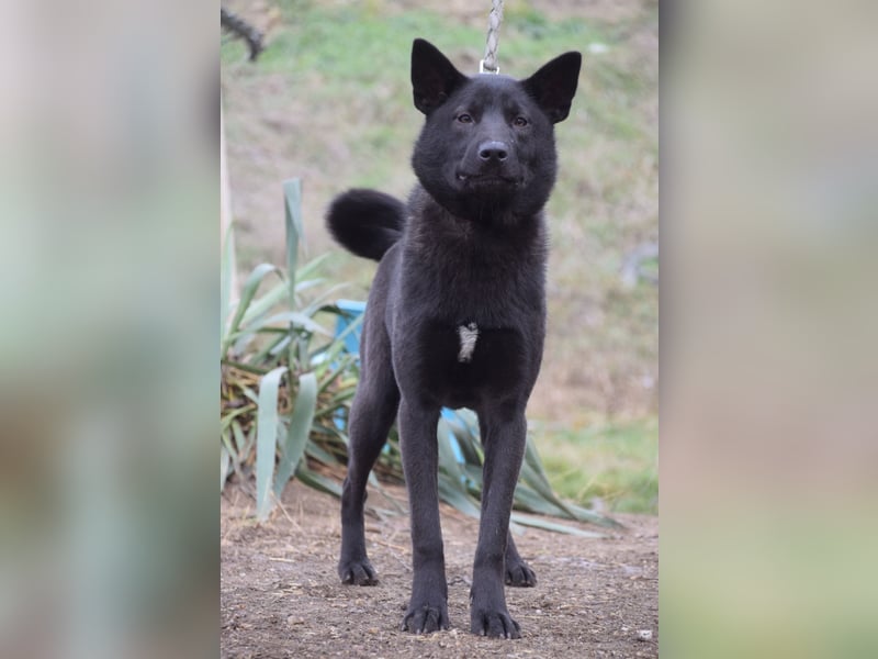 Shira - bezaubernde, freundliche, junge Hündin