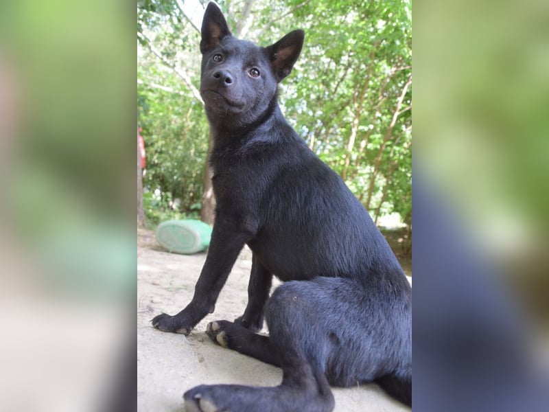 Shora - bezaubernde, junge Hündin die uns Menschen sehr mag