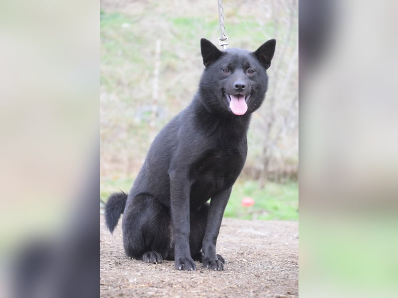 Shora - süße, tolle, junge Hündin die uns Menschen sehr mag