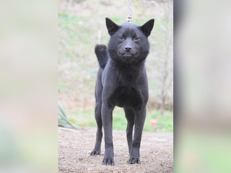 Shora - bezaubernde, junge Hündin die uns Menschen sehr mag