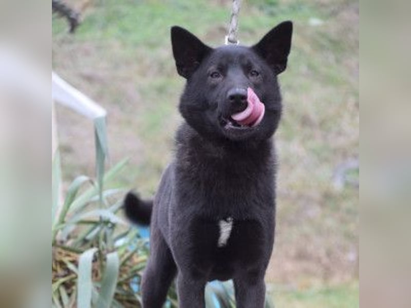 Shira - bezaubernde, freundliche, junge Hündin