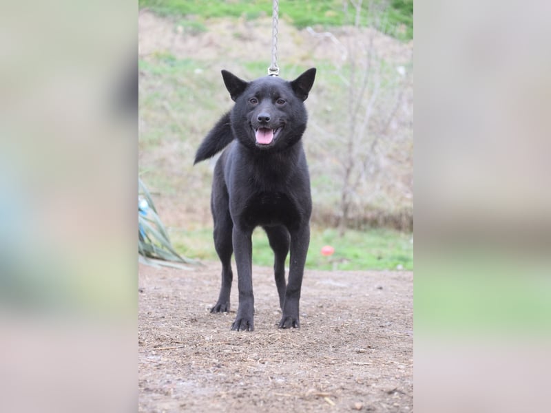 Shora - bezaubernde, junge Hündin die uns Menschen sehr mag