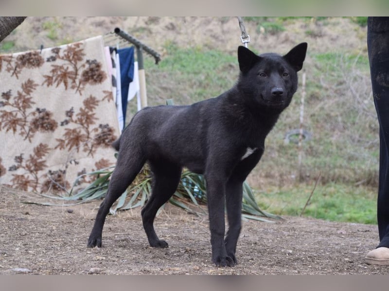 Shira - bezaubernde, freundliche, junge Hündin