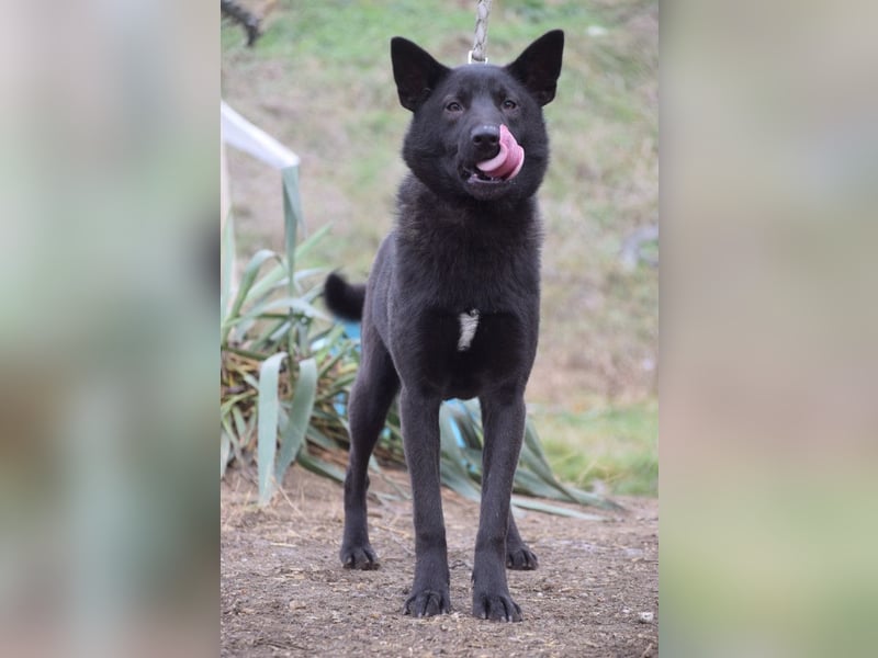 Shira - bezaubernde, freundliche, junge Hündin