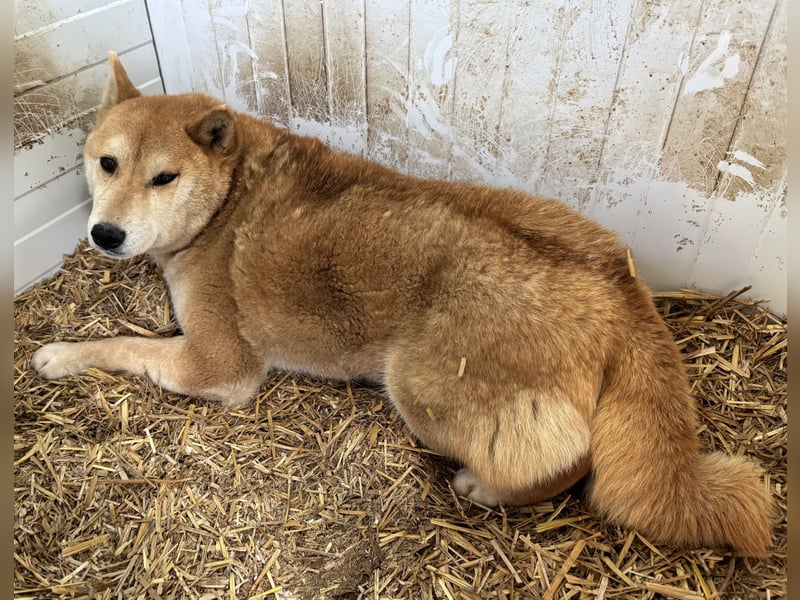 Zsömi_PP – hübsche Shiba Inu Dame sucht Rasseliebhaber 