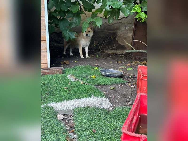 Zsömi_PP – hübsche Shiba Inu Dame sucht Rasseliebhaber 