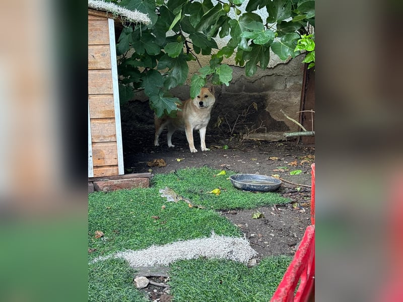 Zsömi_PP – hübsche Shiba Inu Dame sucht Rasseliebhaber 