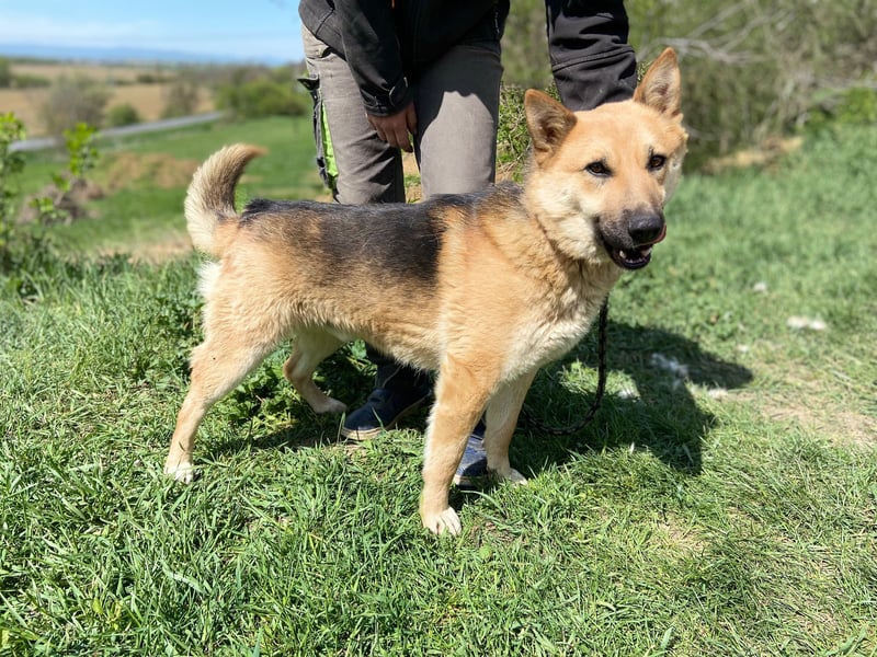 Schöner Shiba Inu Schäfi ähnl. Hundejunge, 1,5J., kastriert