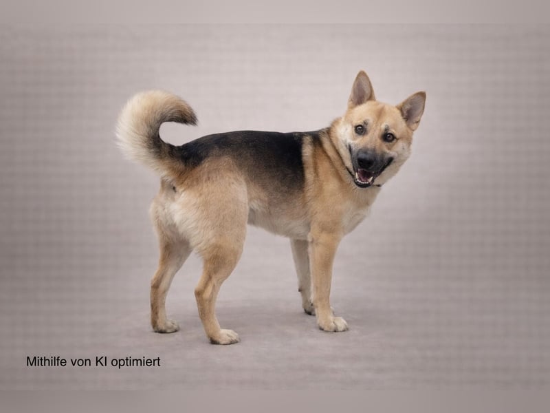 Schöner Shiba Inu Schäfi ähnl. Hundejunge, 1,5J., kastriert