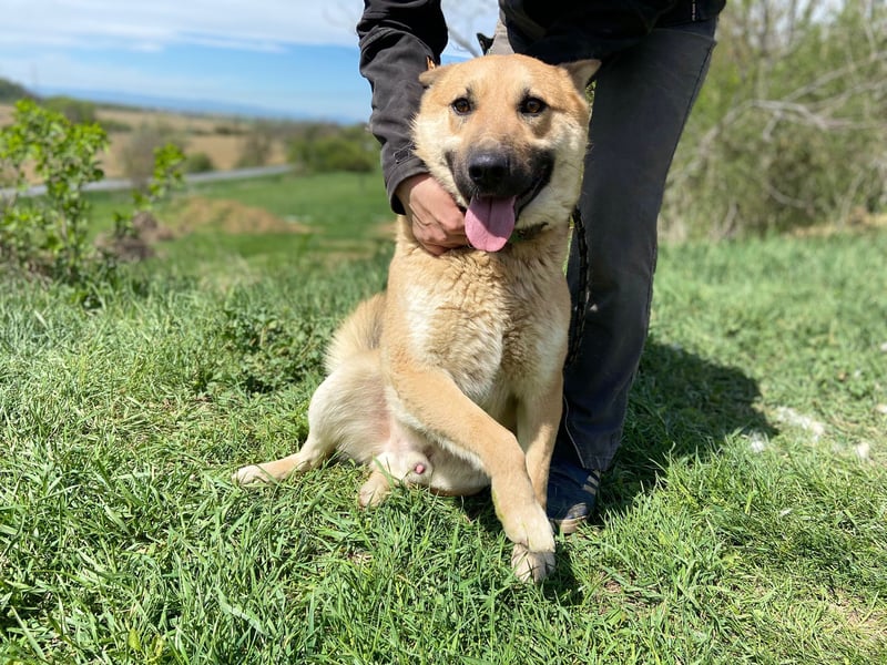 Schöner Shiba Inu Schäfi ähnl. Hundejunge, 1,5J., kastriert