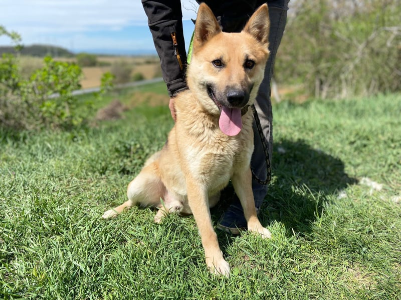 Schöner Shiba Inu Schäfi ähnl. Hundejunge, 1,5J., kastriert