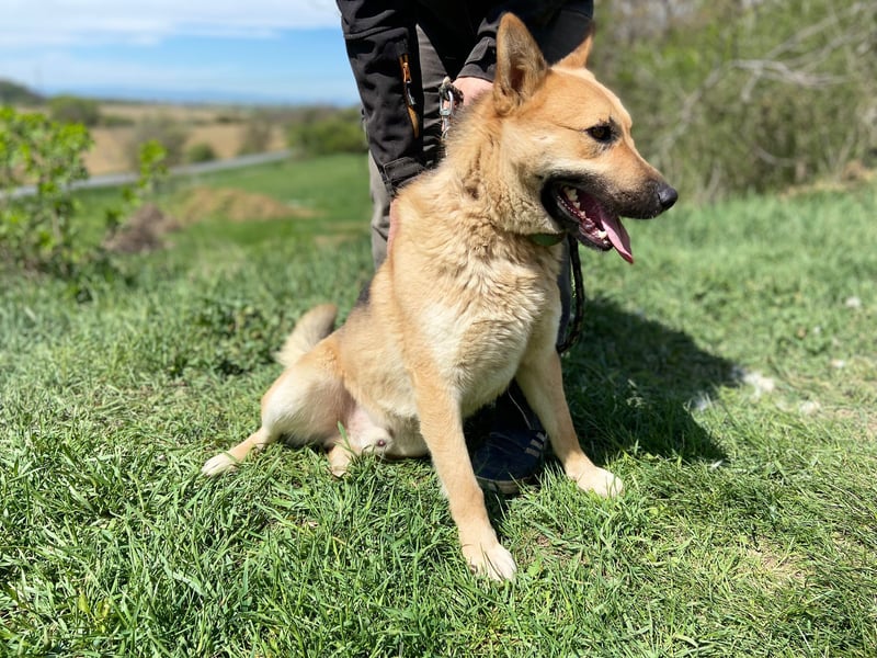Schöner Shiba Inu Schäfi ähnl. Hundejunge, 1,5J., kastriert