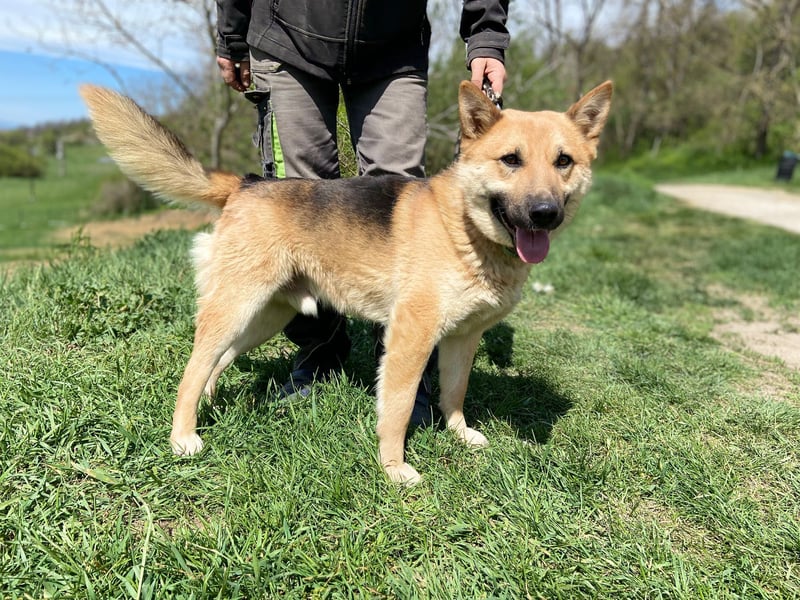 Schöner Shiba Inu Schäfi ähnl. Hundejunge, 1,5J., kastriert