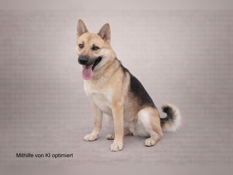 Schöner Shiba Inu Schäfi ähnl. Hundejunge, 1,5J., kastriert