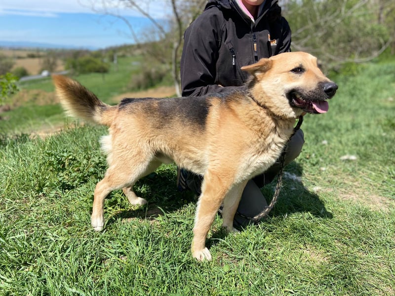 Schöner Shiba Inu Schäfi ähnl. Hundejunge, 1,5J., kastriert