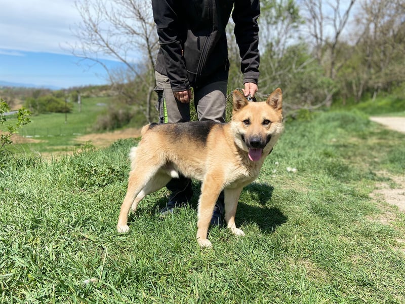 Schöner Shiba Inu Schäfi ähnl. Hundejunge, 1,5J., kastriert
