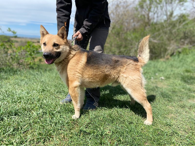 Schöner Shiba Inu Schäfi ähnl. Hundejunge, 1,5J., kastriert