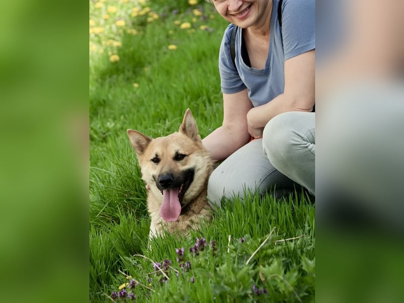 Schöner Shiba Inu Schäfi ähnl. Hundejunge, 1,5J., kastriert