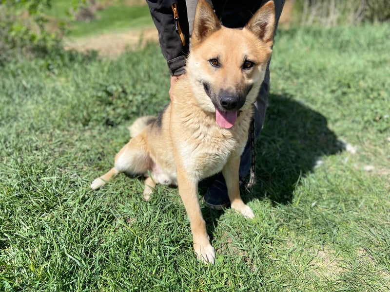 Schöner Shiba Inu Schäfi ähnl. Hundejunge, 1,5J., kastriert