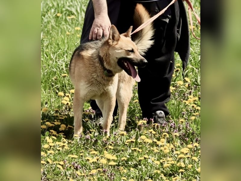 Schöner Shiba Inu Schäfi ähnl. Hundejunge, 1,5J., kastriert