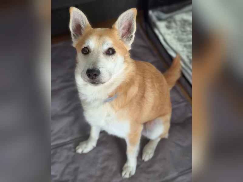 Katzenfreundlicher Shiba Inu Mix Luke wartet in 94518 Spiegelau.