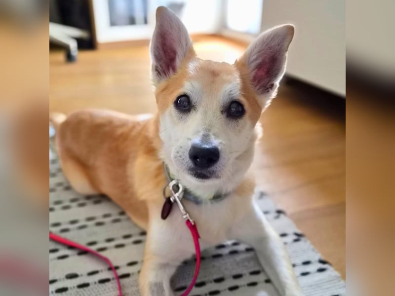 Katzenfreundlicher Shiba Inu Mix Luke wartet in 94518 Spiegelau.