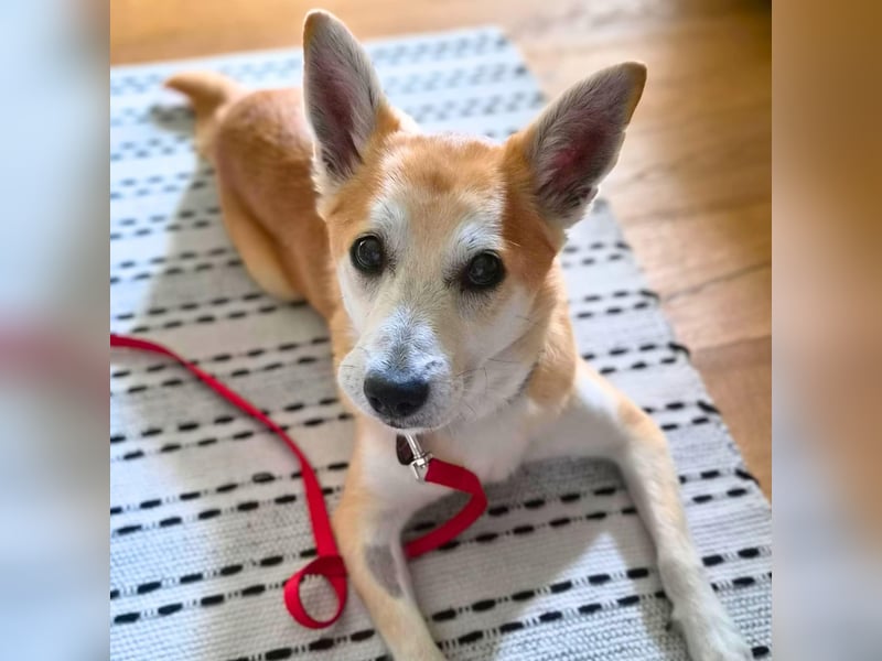 Katzenfreundlicher Shiba Inu Mix Luke wartet in 94518 Spiegelau.
