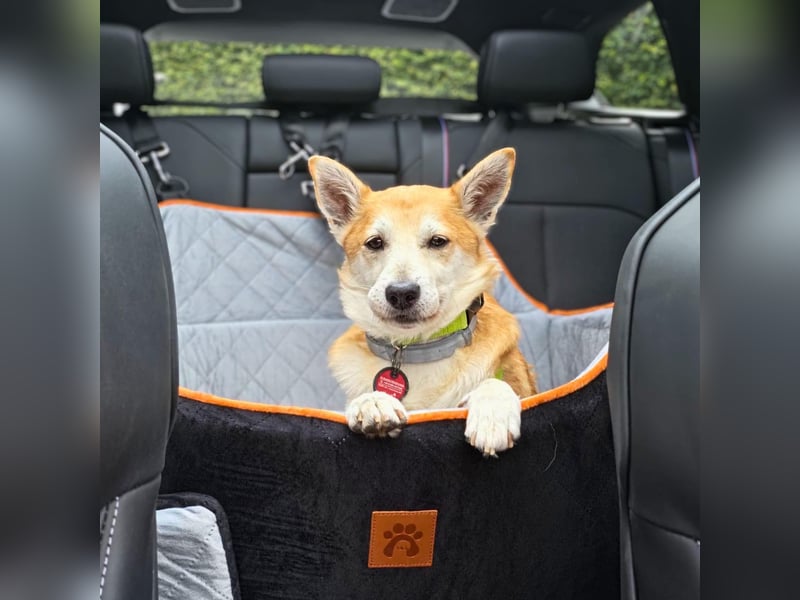 Katzenfreundlicher Shiba Inu Mix Luke wartet in 94518 Spiegelau.