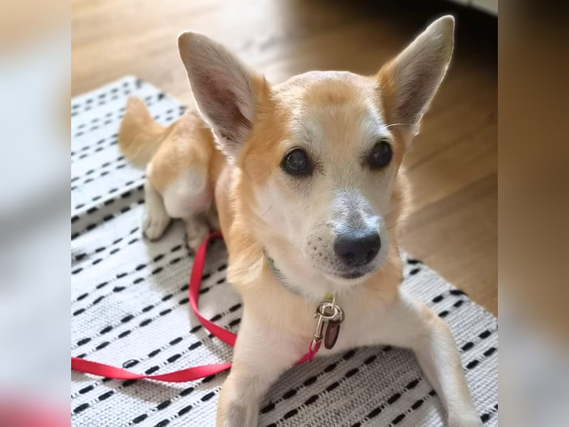 Katzenfreundlicher Shiba Inu Mix Luke wartet in 94518 Spiegelau.