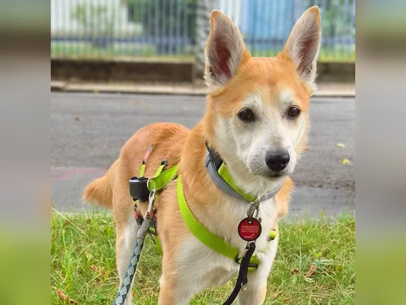 Katzenfreundlicher Shiba Inu Mix Luke wartet in 94518 Spiegelau.