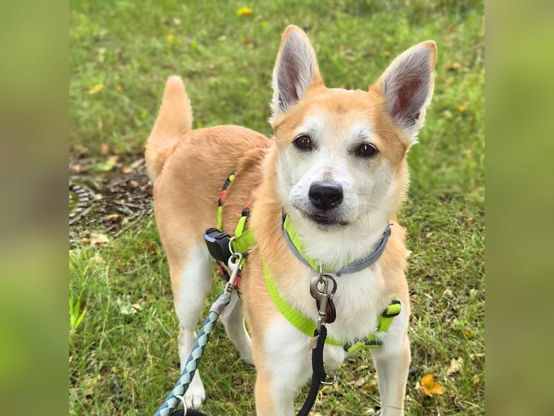 Katzenfreundlicher Shiba Inu Mix Luke wartet in 94518 Spiegelau.