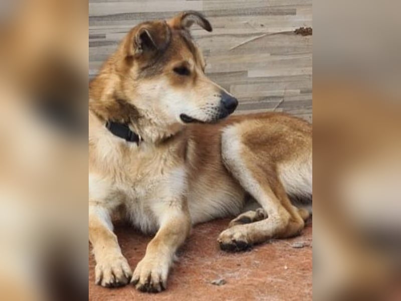 Santo, seine Geschichte braucht ein Happy End