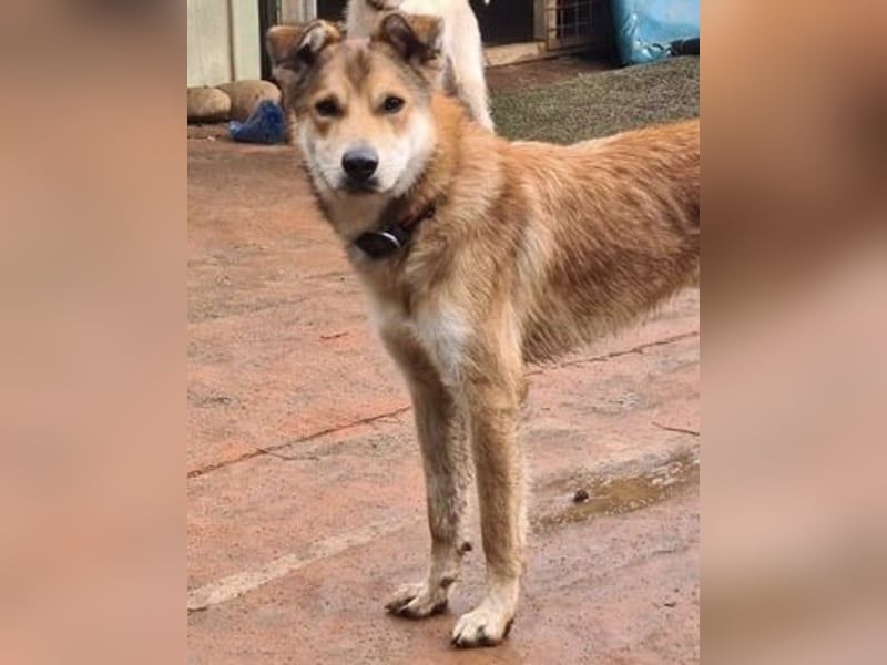 Santo, seine Geschichte braucht ein Happy End